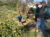 Picking pumpkins in G\'pa\'s garden