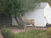 Some of the wildlife in our backyard