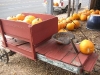 Pumpkin picking day